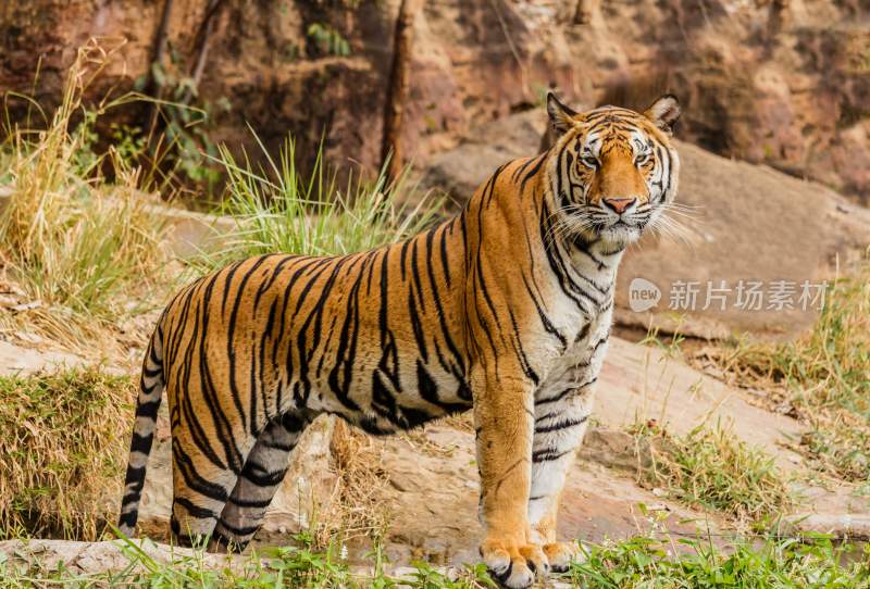 野生动物老虎食肉动物狩猎者