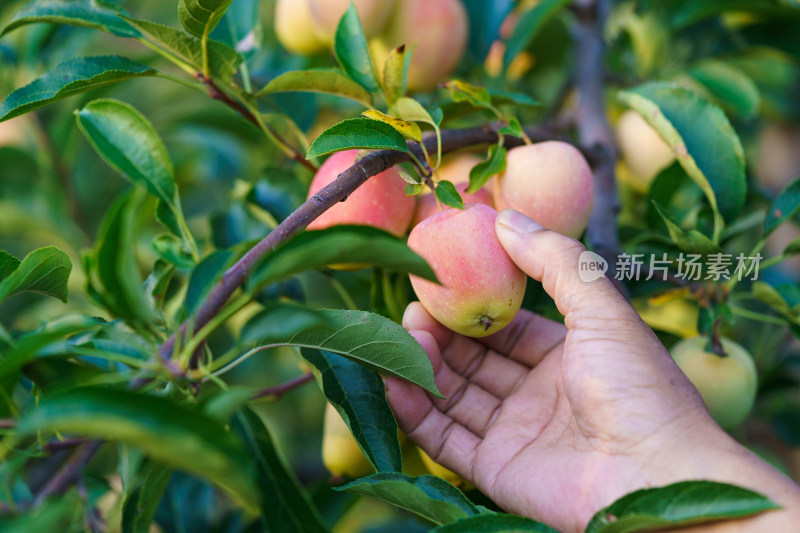 中国东北八月份的鸡心果