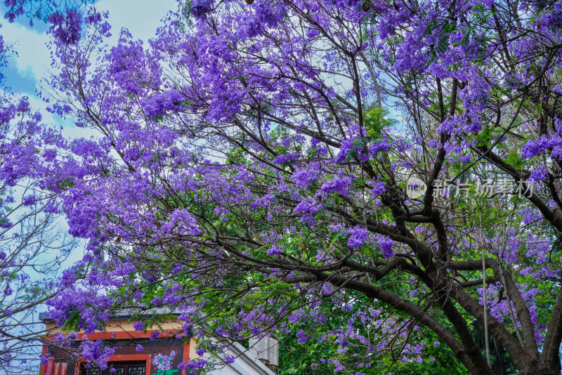 昆明蓝花楹盛开