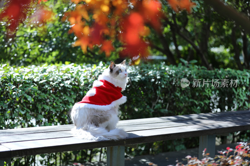 身穿红衣服的布偶猫坐在公园的长椅上