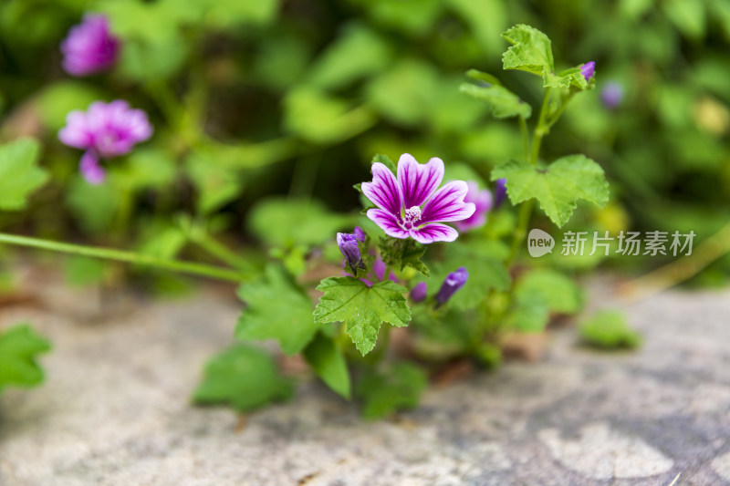 蔬菜园花花草草