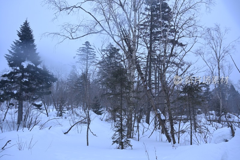 雪后树林雾霭朦胧景象