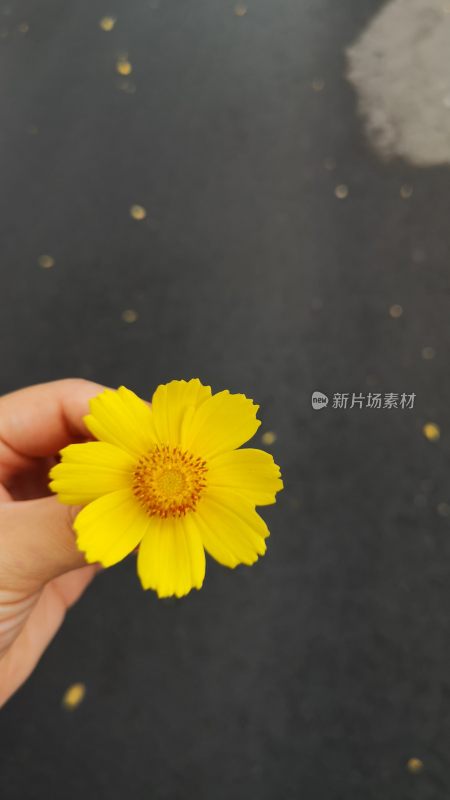 手拿小黄花简洁手机壁纸