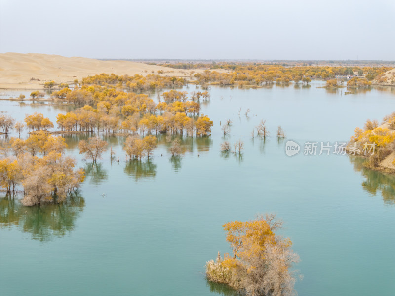 新疆南疆巴州葫芦岛金秋沙漠水上胡杨林航拍