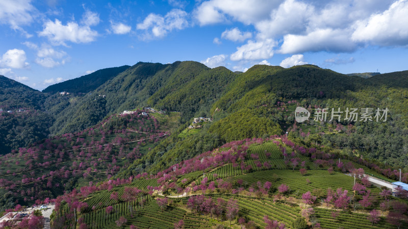 大理无量山樱花谷