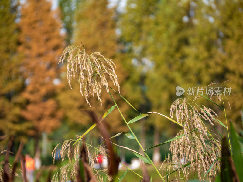 野外开花植物特写