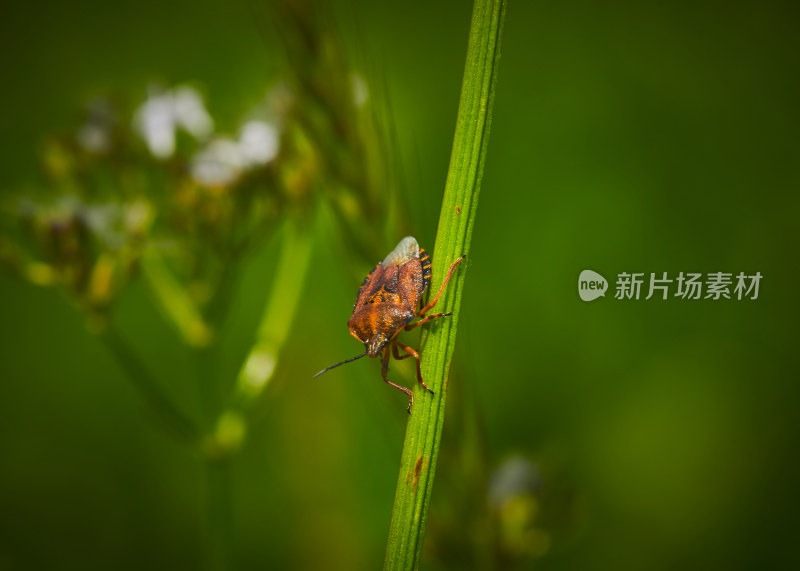 夏天的花草