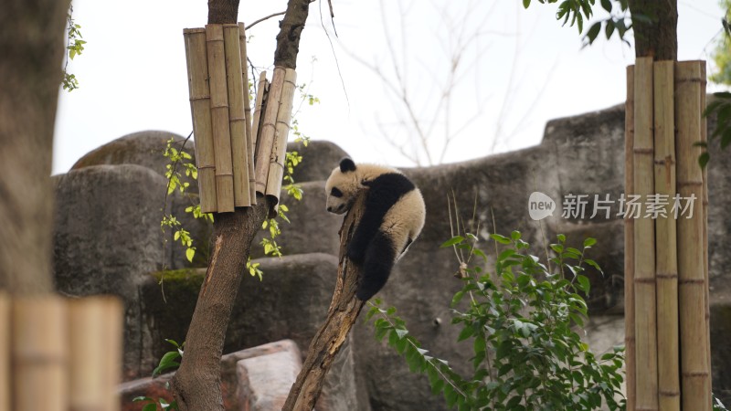 动物园里大熊猫
