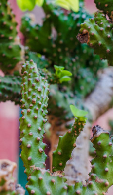 特写多刺仙人掌植物