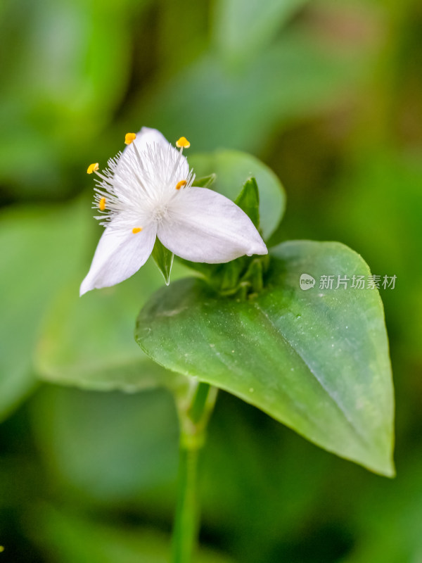 微距下的白花紫露草淡竹叶鸭跖草开花特写