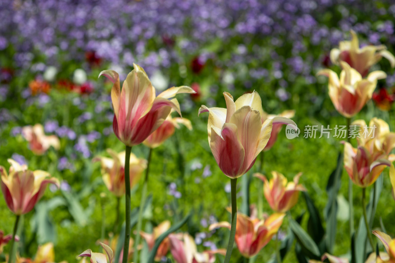 红黄相间的郁金香花海