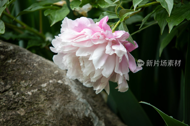 雨后挂满水珠的粉白色芍药花特写