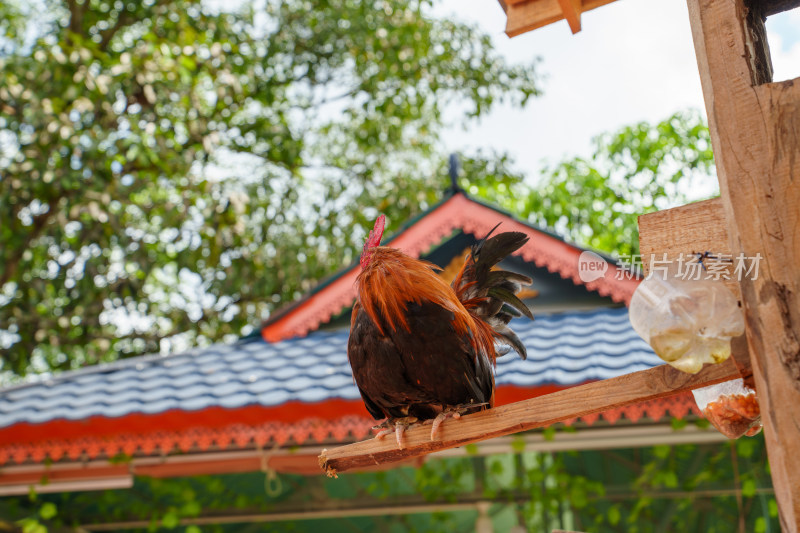 红棕色公鸡栖息木杆