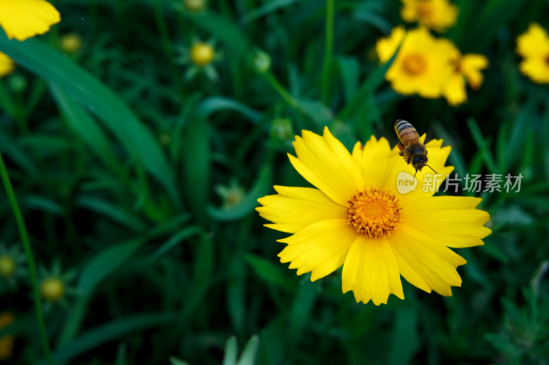 小蜜蜂采蜜的黄色金鸡菊