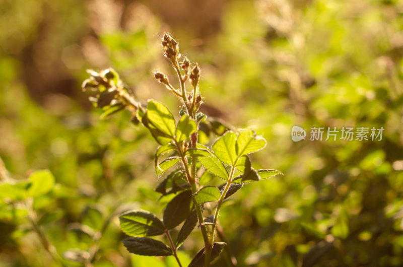 阳光下的绿色植物特写