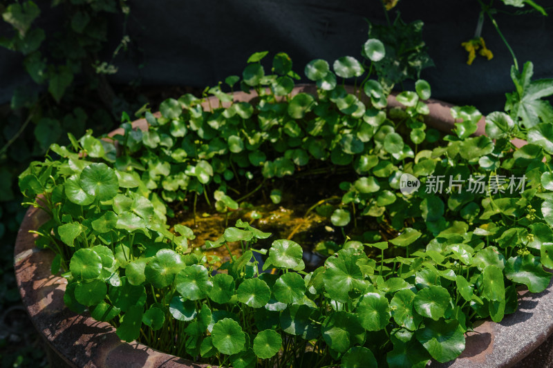 铜钱草植物绿色户外缸园艺特写