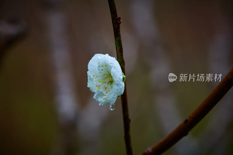 带水珠的白色花朵特写