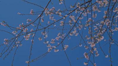 春天樱花特写