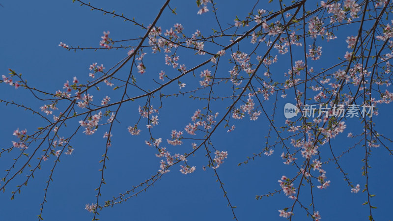 春天樱花特写