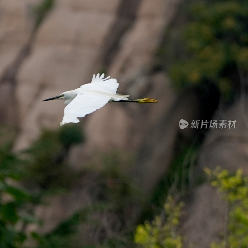 尖嘴白鹭水鸟飞翔