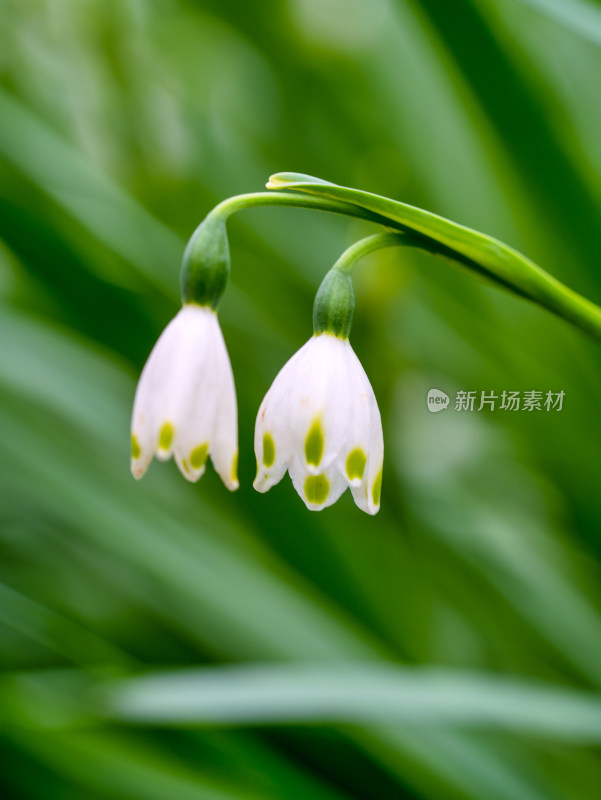 春天的夏雪片莲