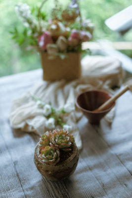 多肉植物