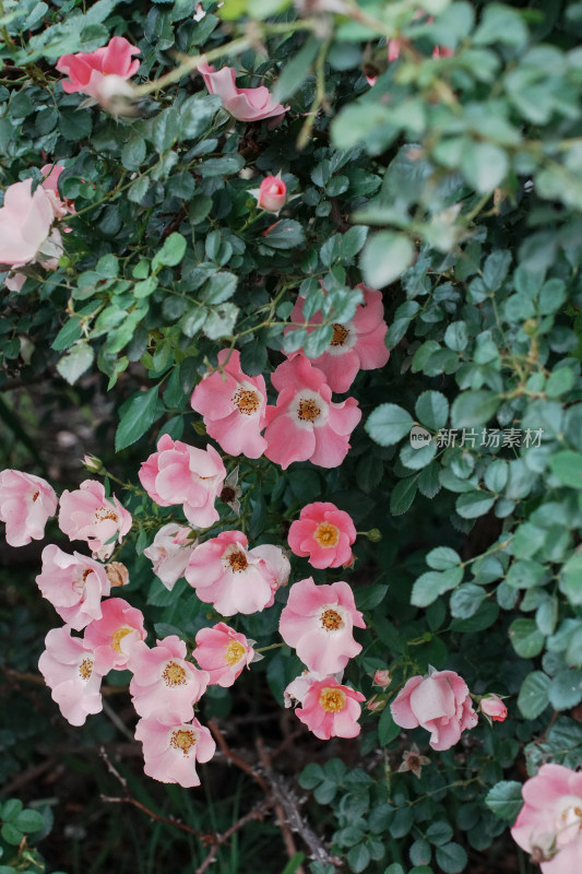 北京国家植物园月季