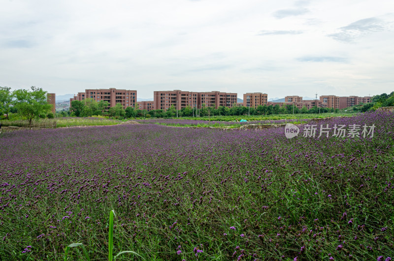 成片紫色花海前的多栋红砖建筑