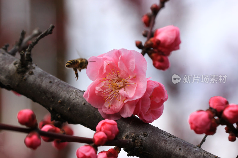 立春时节含苞怒放的红梅