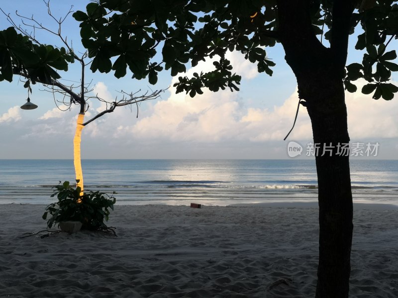 斯里兰卡沙滩树 有情绪的自然风光背景