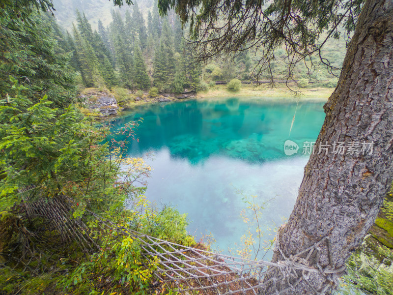 静谧的森林与湖景