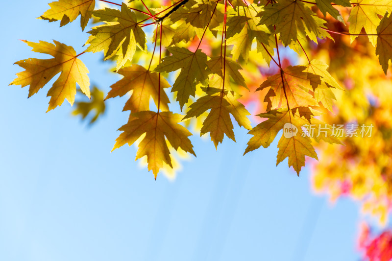 秋天红叶霜降枫树枫叶林自然风景天空树林