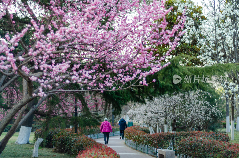 早春时节，公园小道旁盛开的梅花