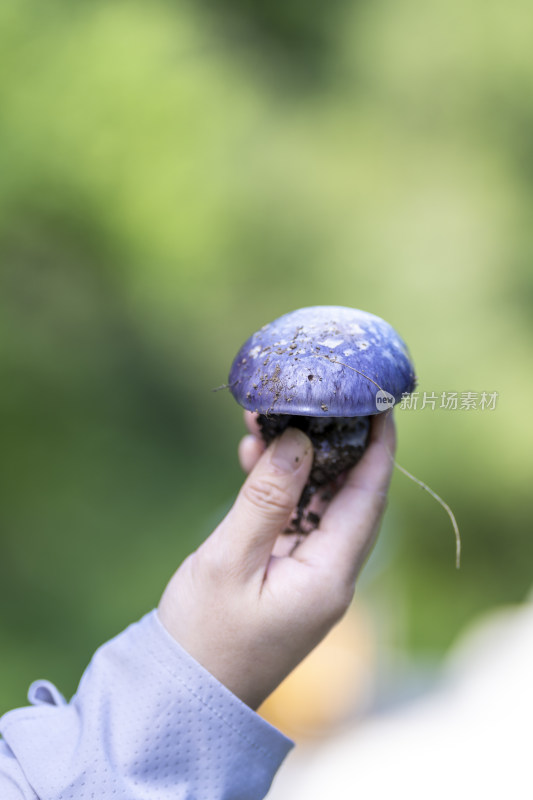 川西高原山林中采摘的紫光丝膜菌特写