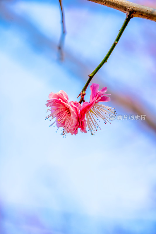 微距下的梅花