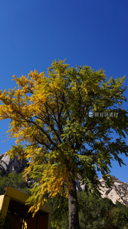 秋天背景下的黄色植物枝叶