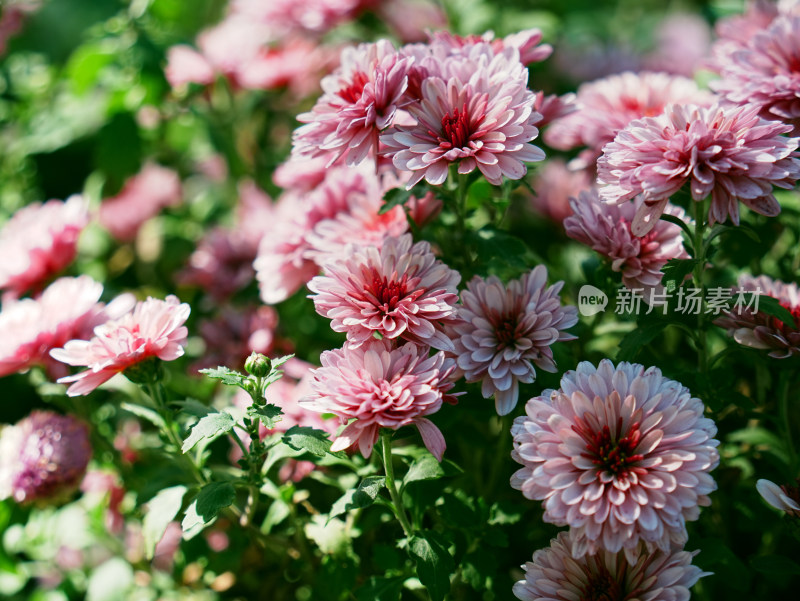 粉色菊花特写