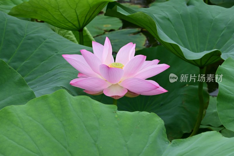 盛开的粉色荷花与荷叶