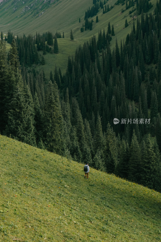 新疆那拉提景区森林菜地树木