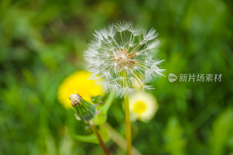 盛开蒲公英花特写