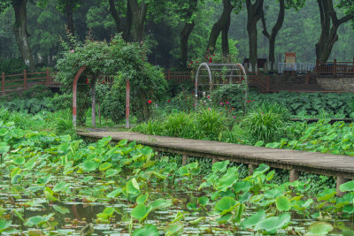 武汉中国科学院武汉植物园风光