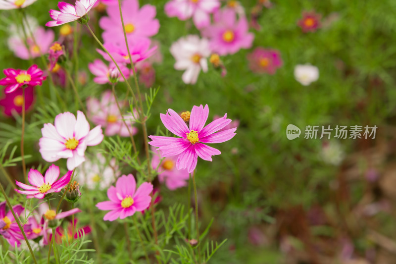 夕阳下的格桑花或波斯菊