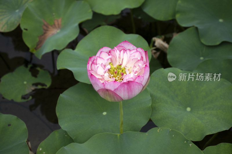 夏日炎炎池塘里盛开荷花随风送来香气