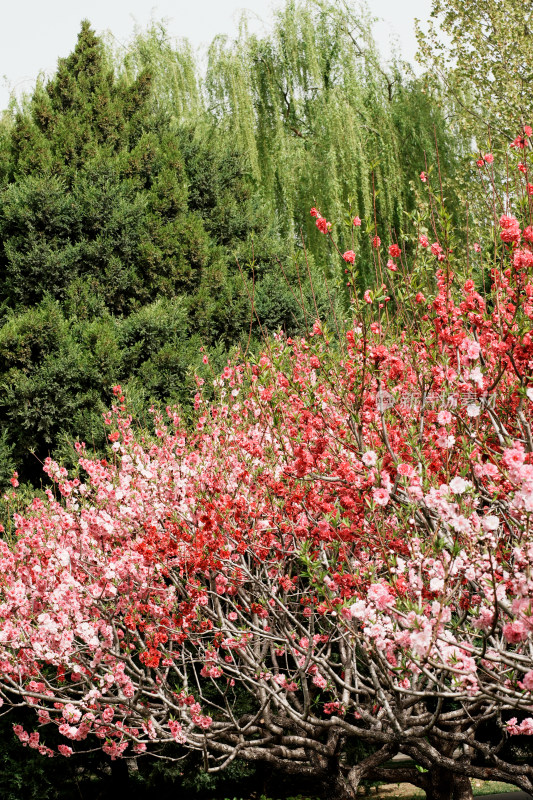 北京莲花池公园桃花