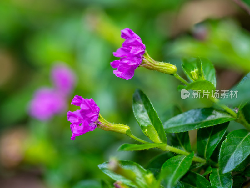 春天的紫花满天星开花