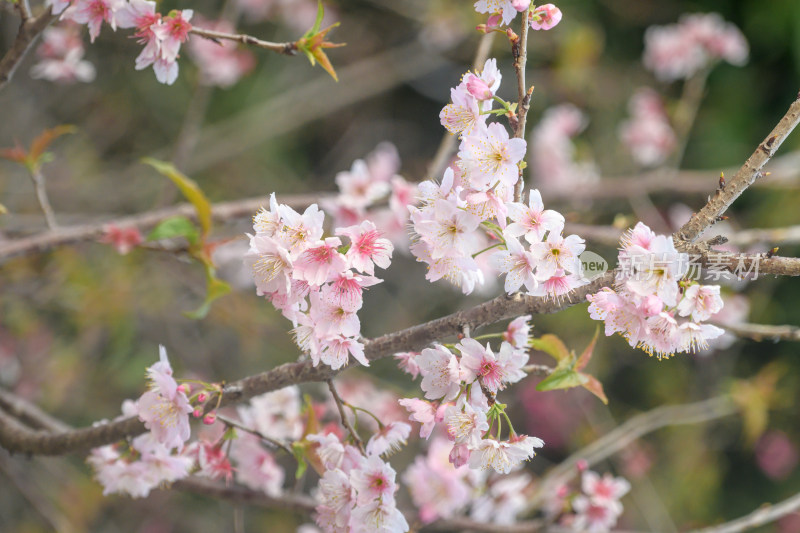 樱花特写拍摄