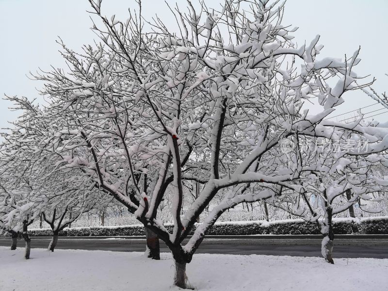 雪后大树