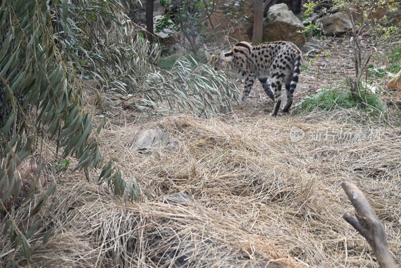 薮猫在自然环境中行走