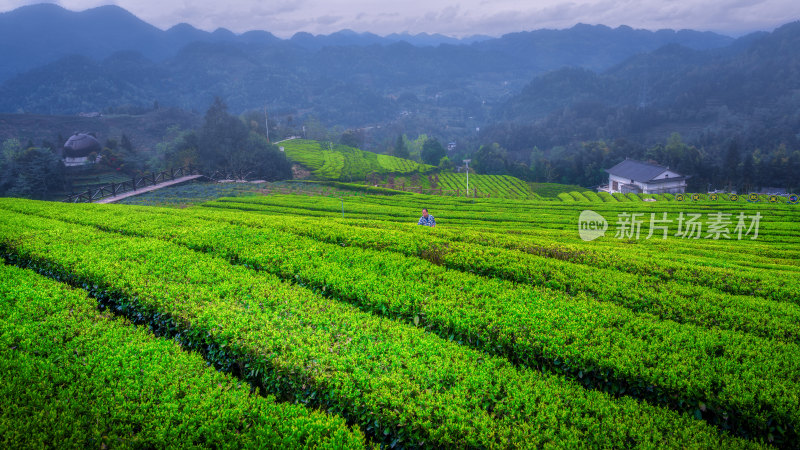 恩施伍家台茶园风光