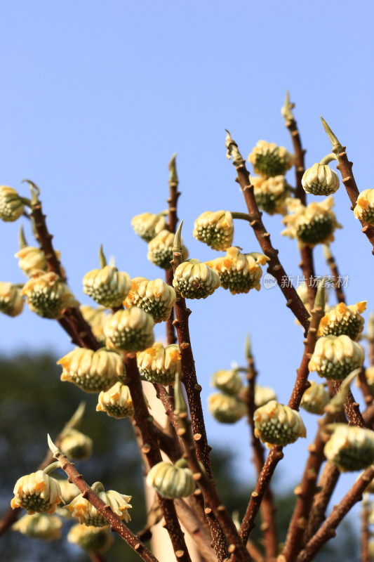 结香花花蕾实拍素材